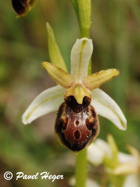 Ophrys x arachnitiformis